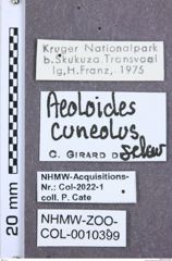 Etikette zu Aeoloides cuneolus (NHMW-ZOO-COL-0010399)